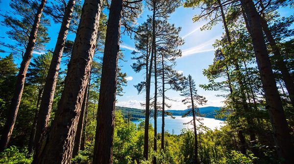 Top tree care services in moray: trusted local surgeons