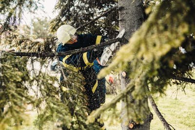 Expert tree surgeon moray: your local solution for tree care